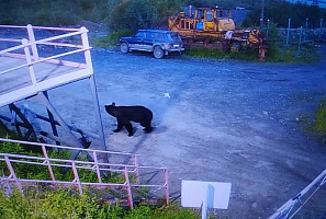 Надёжность контрольно-пропускного режима подтверждена медведем